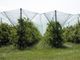 La Regione investe 5 milioni di euro per proteggere le imprese agricole da grandinate e gelate tardive