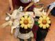 Al via il progetto Pet Therapy a Novara: sold out al primo incontro