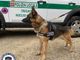 Trecate, il cane antidroga scopre spacciatore