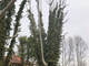 La provincia ha avviato le potature degli alberi nelle sedi degli istituti scolastici di Novara
