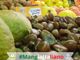 Sapori e profumi natalizi con l'agrimercato di &quot;Campagna Amica&quot;