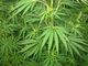 Cannabis terapeutica, Luv: “Farmaci introvabili, inaccettabile che i malati piemontesi rimangano senza cure&quot;