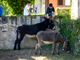 Annullato il Palio degli Asini di Cameri