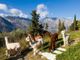 Petsfestival 2021: vieni a conoscere l’alpaca