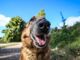 Campagna estiva di adozione cani: un'iniziativa promossa dal comune di Novara ed ENPA per contrastare gli abbandoni