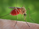 Prima vittima in Piemonte dell'infezione trasmessa dalle zanzare West Nile. E' successo a Novara