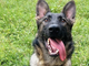 Trecate, arriva Mitch: il nuovo cane antidroga che raccoglie l’eredità di Baldo Trecate, arriva Mitch: il nuovo cane antidroga che raccoglie l’eredità di Baldo