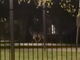 Capriolo avvistato nel Parco della Resistenza a Borgomanero