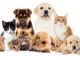 Nuove normative per la tutela degli animali