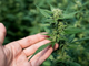 Stop alla vendita della &quot;cannabis light&quot;