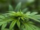 Corte Ue: “La canapa sativa non ha effetti stupefacenti e deve circolare liberamente”