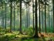 Foreste: cinque video prodotti dalle Regione per parlare della loro importanza