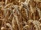 Esonero dal versamento INPS per le nuove iscrizioni in agricoltura: le novità della Legge di Bilancio