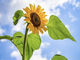 Nella Valle del Ticino un singolare “self service” dei girasoli