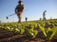 Agricoltura: il punto sulle emergenze fitosanitarie in Piemonte