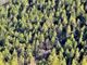 Un miliardo di alberi e 21 categorie forestali: i boschi del Piemonte raccontati in numeri e curiosità