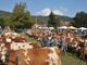 Domenica 13 ottobre ad Armeno torna la Fiera Zootecnica