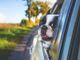 Notizie Piemonte. Lascia il cane chiuso in auto due ore sotto il sole, biellese multato