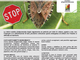 Cimice asiatica: come contrastarne la diffusione?