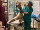 Notizie dal Piemonte. Prima operazione riuscita per Joy, l'alpaca aggredito da un cane
