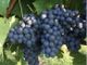 Arrivano le indicazioni per la presentazione delle dichiarazioni di vendemmia e produzione vini 2019