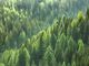 Festa dell’Albero 2019: piantumazioni contro l’emergenza climatica