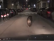 Notizie dal Piemointe. Un cinghiale per le strade di Torino: il video diventa virale