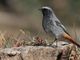 &quot;Ali del Sacro Monte&quot;: il 5 ottobre una conferenza sull'avifauna presente nella Riserva Speciale del Sacro Monte di Orta