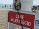 Viaggiare con gli animali: consigli e indicazioni per spostarsi con i nostri amici a quattro zampe.