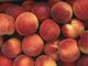 Frutta, Coldiretti avverte: occhio a prezzi e provenienza