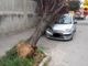 Maltempo: il vento forte di sabato ha causato la caduta di un albero in via Ansaldi nel quartiere Bicocca