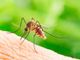 Le raccomandazioni di Asl Novara contro il virus West Nile