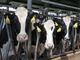 In Regione un tavolo sulla filiera della carne