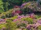 L'Oasi Zegna riparte dalle splendide fioriture spontanee e della Conca dei Rododendri FOTO