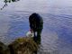 Immessi nel lago d'Orta cinquecento avannotti di luccio italico