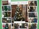 Trecate: domenica 19 gennaio la premiazione del contest “Alberi di Natale”.