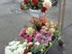 &quot;Porta un fiore a chi non e l'ha&quot;: posati sulle tombe disadornei fiori donati dai Trecatesi