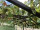 Dodici Comuni del novarese in lizza per diventare “Città europea del vino 2024”