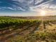 Grido d'allarme dei produttori vinicoli: servono soluzioni per affrontare un periodo critico per l'agricoltura