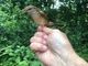 Scoprire la magia del Birdwatching: inanellamento al Parco del Ticino