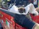 Gattino salvato dai Vigili del Fuoco di Arona