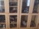 Riordinati e riclassificati gli animali impagliati di proprieta’ della provincia