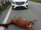 Il Piemonte è la terza regione per incidenti stradali causati da animali Il Piemonte è la terza regione per incidenti stradali causati da animali