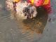 Cane cade nel canale, recuperato dai Vigili del Fuoco