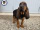 Una cucciola di bloodhound 'arruolata' dalla Polizia locale di Trecate