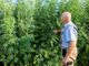 Coltivazione cannabis, via libera in Commissione in Regione