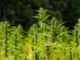 Coltivazione della cannabis: il Consiglio Regionaledà il via libera per la canapa e le sue filiere produttive