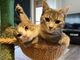 Auguri a-mici! Oggi, 8 agosto, si celebra la Giornata Internazionale del Gatto