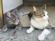 Il comune di Borgomanero riceve 36mila euro per il benessere delle colonie feline