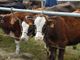 Aperto il bando da 7 milioni della Regione per il benessere degli animali